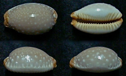 N°5114// CYPRAEA LIMACINA FACIFER "Nelle-CALEDONIE"//GEM : 26,6mm - Coquillages