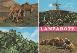 AK Isla De Lanzarote Escenas Typicas Molino De Viento Windmill Bei Fuerteventura Gran Canaria Islas Canarias Kanaren - Lanzarote