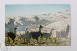 Postcard Bolivia - Cordillera De Los Andes/ Andes Chain Of Mountains/ Proximate To Chacaltaya - Bolivie