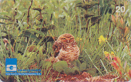 RARE Télécarte Brésil - OISEAU - HIBOU CHOUETTE DES TERRIERS / 20 U - OWL BIRD Brazil Phonecard - EULE Telefonkarte 3893 - Owls