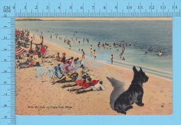 CPSM, Massachusetts (With My Pals On Cape Cod, Surrealiste) Linen Postcard Recto/Verso - Cape Cod