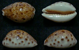 N°5124// CYPRAEA LYNX CALEDONICA "Nelle-CALEDONIE"//F+++/GEM : 34mm - Coquillages