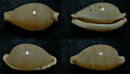 N°5138// CYPRAEA MARTINI SUPERSTES "Nelle-CALEDONIE"//GEM : 16,1mm - Coquillages