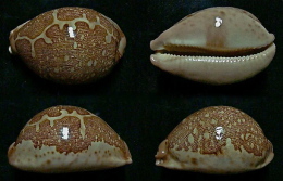 N°5153// CYPRAEA MAPPA SSP. "MALAISIE"//F+++ : 72,5mm - Coquillages