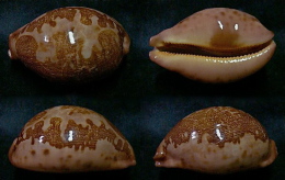 N°5155// CYPRAEA MAPPA VIRIDIS MONTROUZIERI ROSEA "Nelle-CALEDONIE"//F++/F+++ : 78,5mm - Coquillages