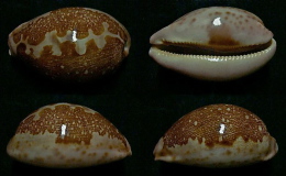 N°5156// CYPRAEA MAPPA VIRIDIS MONTROUZIERI "Nelle-CALEDONIE"//F+++/GEM : 78mm - Coquillages