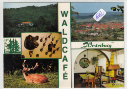 CPM  GF-15692-Allemagne - Bad Sooden - Allendorf -  Multivues Waldcafé "Westerburg"-Envoi Gratuit - Bad Sooden-Allendorf