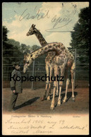 ALTE POSTKARTE ZOO HAMBURG GIRAFFE GIRAFFEN NETZGIRAFFE Girafe Tierpark Garden Jardin Zoologique Postcard Ansichtskarte - Giraffes