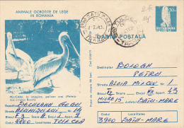 14470- BIRDS, PELICANS, POSTCARD STATIONERY, 1978, ROMANIA - Pelícanos