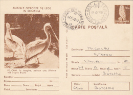 14471- BIRDS, PELICANS, POSTCARD STATIONERY, 1979, ROMANIA - Pelicans