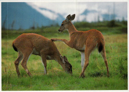 Mendenhall Glacier Postcard, Southaest Alaska Sitka Black Tailed Deer - USA National Parks