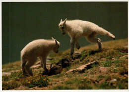 Mendenhall Glacier Postcard, Mountain Goats - USA National Parks