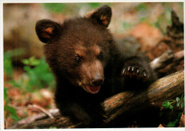 Mendenhall Glacier Postcard, Black Bear - USA National Parks