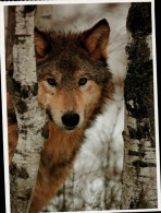 Mendenhall Glacier Postcard, Gray Wolf - USA National Parks