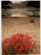 Mendenhall Glacier Postcard, Barren Land - USA National Parks