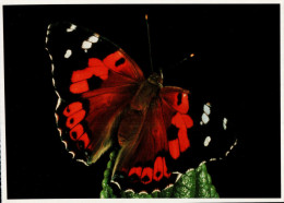 Hawaii VolcanoesNational Park Postcard, Rare Butterfly - USA National Parks