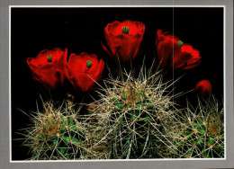 Grand Canyon National Park Postcard, Claret Cup Cactus - USA National Parks