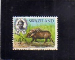 SWAZILAND 1969 FAUNA ANIMALS Bush Pig. WILDLIFE WILD ANIMAL 5c  CENT. 5 FACOCERO ANIMALE SELVATICO USED - Swaziland (1968-...)