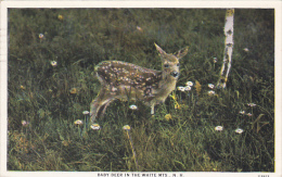 Baby Deer In The White Mountains Of New Hamshire 1937 Curteich - White Mountains