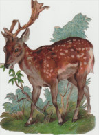 Daim     Dim: 11,5  / 8 Cm - Animali