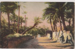 AFRIQUE,AFRICA,AFRIKA,Algéria,Algérie,BONE,ANNABA, En 1920,palmeraie,arbre Qui Tombe - Annaba (Bône)
