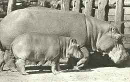 HIPPOPOTAMUS * BABY HIPPO * ANIMAL * ZOO & BOTANICAL GARDEN * BUDAPEST * KAK 0203 592 * Hungary - Nijlpaarden