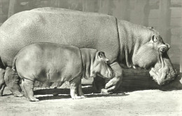 HIPPOPOTAMUS * BABY HIPPO * ANIMAL * ZOO & BOTANICAL GARDEN * BUDAPEST * KAK 0203 691 * Hungary - Flusspferde