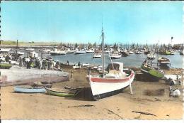 17.520. LE PORT DE LA COTINIERE. / ILE D' OLERON. - Saint-Pierre-d'Oleron