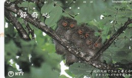 Japan, 431-818 D, "Curiosity" - Three Baby Owls, 2 Scans. - Eulenvögel