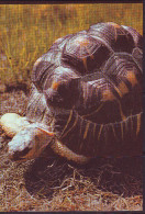 Tallinner Zoo. Madagassische Stralenschildkröte. - Schildpadden