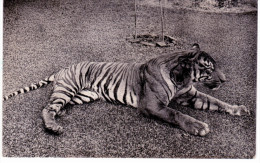 Tigre - Carte Photo - Tigers