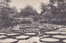 Minnesota St Paul Lily Pond Como Park - St Paul