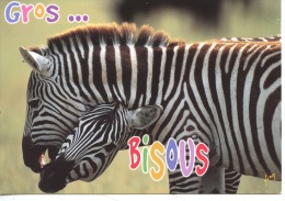 Zèbres : Gros Bisous (humour Calin) Ed Yvon - Zebra's