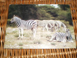 Tier Postkarte  Zebra - Zebras