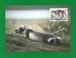 Finnland / Suomi 1993  Mi.Nr. 1205 ,  Maximum Card , The Arctic Fox - Issue Date 19.3.1993 - Cartes-maximum (CM)