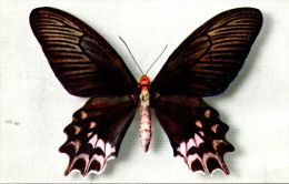 N°42641 -cpsm  Papilio Semperi - Papillons
