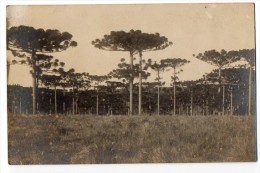 Brazil Cartao Postal Real Foto Pihoes Pine Trees Forest Vintage Original Postcard Cpa Ak (W4_748) - Curitiba
