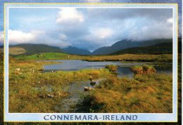 IRLANDE. Carte Postale Ayant Circulé. Lac Du Connemara. - Galway