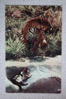 USSR . Moscow Zoo. Jaguar And Little Cat. 1969 - Tigres