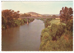 RB 1024 -  Australia New South Wales Postcard -  Macquarie River & Bridge Wellington - Altri & Non Classificati