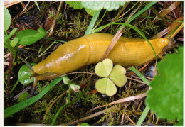 Avenue Of The Giants, Humboldt Redwoods State Park, Banana Slug - USA National Parks