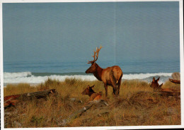 Coast Redwoods, National And State Parks, Elk, Cervus Elaphus - USA National Parks
