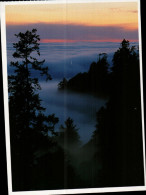Coast Redwoods, National And State Parks, Coast Erdwoods Thrive In The Cool - USA National Parks