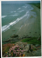 Coast Redwoods, National And State Parks, Wild Flowers - USA National Parks