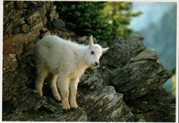 Glacier National Park, Mountain Goat, Oreamnos Americanus - USA National Parks