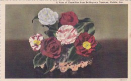 A Vase Of Camellias From Bellingrath Gardens Moblie Alabama - Mobile