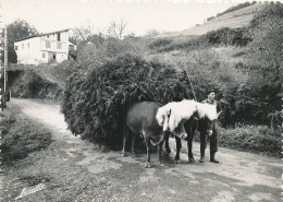 V V 477 / C P S M - BIRIATOU  (64) UN ATTELAGE EN PAYS BASQUE - Biriatou