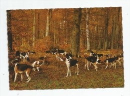 Cp , Sport , CHASSE A COURRE , Meute En Forêt , Vierge , Ed : La Cigogne 03.000.202 - Chasse