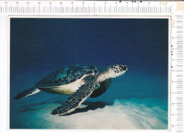 TORTUE  -    TURTLES  -   Pacific - Schildpadden