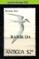 Mwe1960 FAUNA VOGELS STERN ROSEATE TERN BIRDS VÖGEL AVES OISEAUX BARBUDA 1980 PF/MNH - Albatros